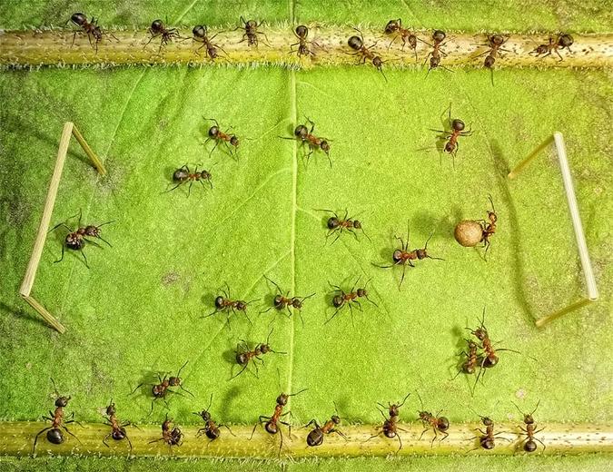 Фотограф сделал серию макро-снимков о жизни муравьёв, которая оказалась куда интереснее, чем кажется на первый взгляд