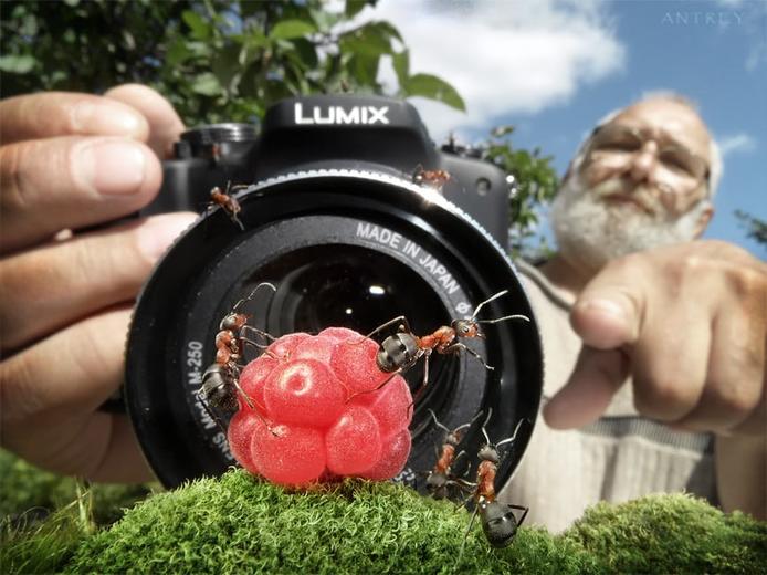 Фотограф сделал серию макро-снимков о жизни муравьёв, которая оказалась куда интереснее, чем кажется на первый взгляд