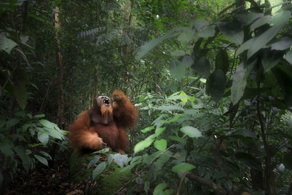 25 лучших фото по версии Sony World Photography Awards-2018