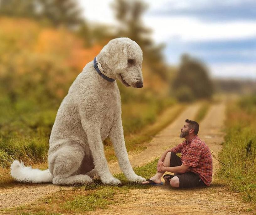 Этот мужчина делает фотографии со своей собакой. Вроде, ничего особенного, но что-то здесь явно не так