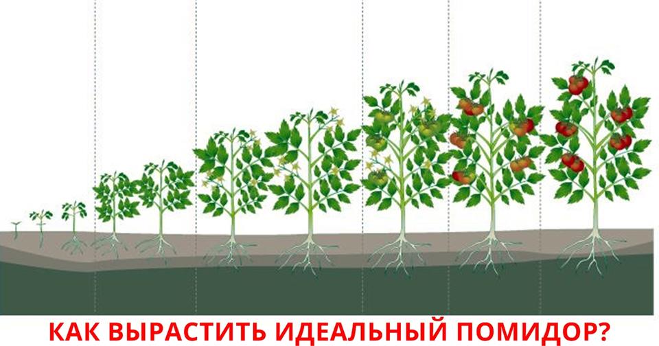 Вот единственно правильный способ сажать помидоры на даче. Вы делаете не так? Если нужен реальный урожай.