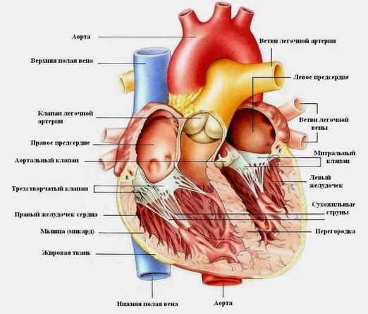 Люди думают, что остановка сердца и сердечный приступ – это то же самое. Вот в чем разница. Это нужно знать.