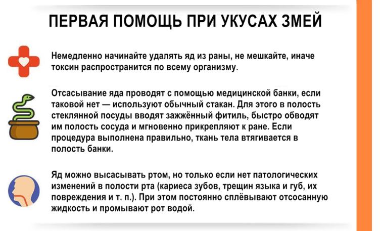 4-летняя девочка из Львова умерла от укуса змеи. Вот что делать в таких ситуациях Сезон змей в самом разгаре.