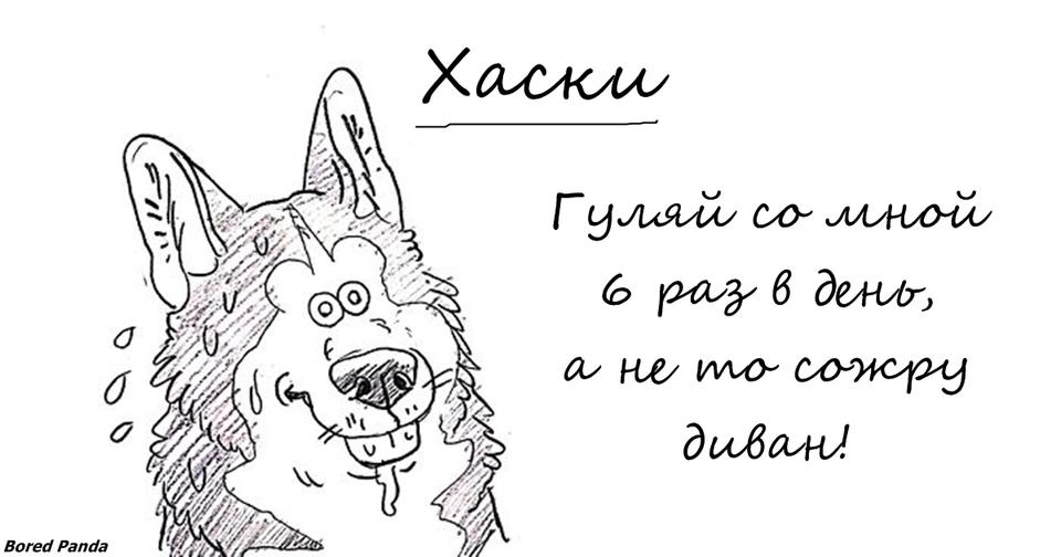 Вот уморительный справочник по лучшим и худшим чертам собак всех пород Лучший способ выбрать собаку.