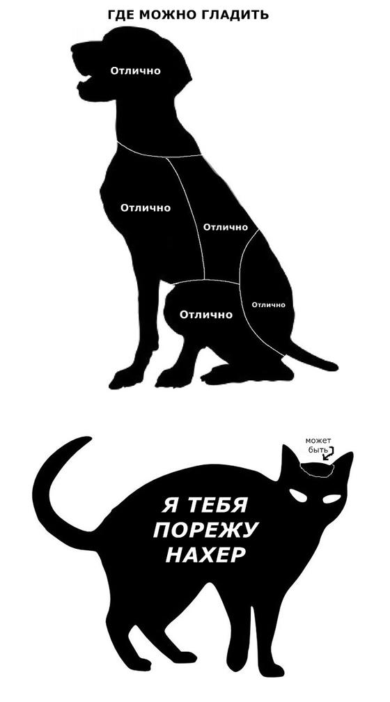 Выбрать кота или собаку? Вот 17 картинок, объясняющих, в чем между ними разница Бонус: это смешно!