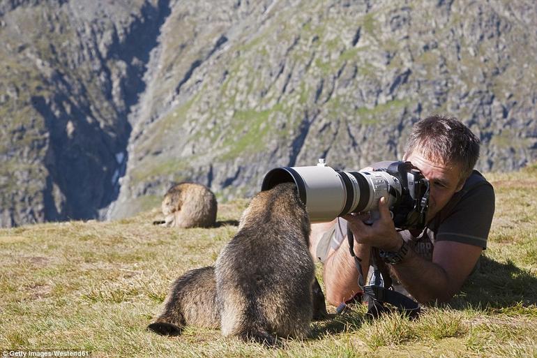 11 случаев, когда любопытные дикие животные решили помочь фотографам Вот это действительно запоминающиеся работы!