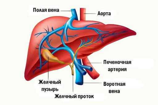 Вот как выгнать камни из желчного пузыря и убрать жир с печени Простой и действенный рецепт.