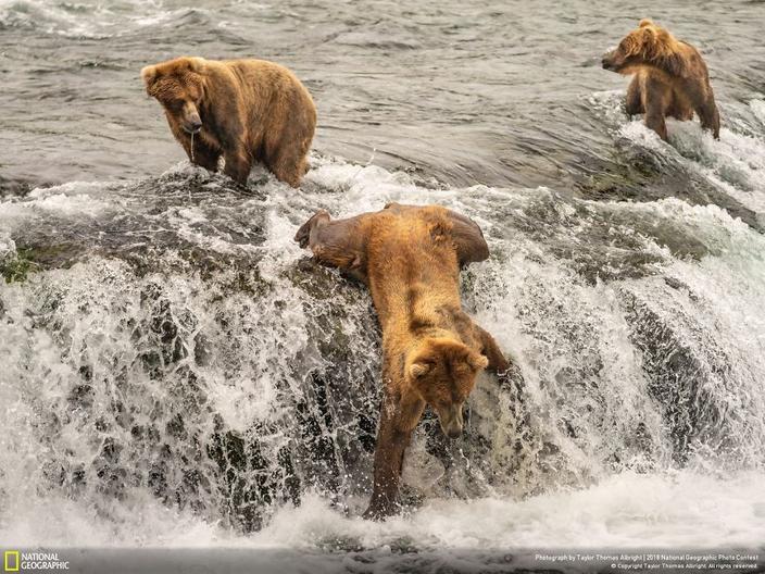 National Geographic выбрал 120 лучших фото 2018-го. Вот лучшие из лучших До мурашек!