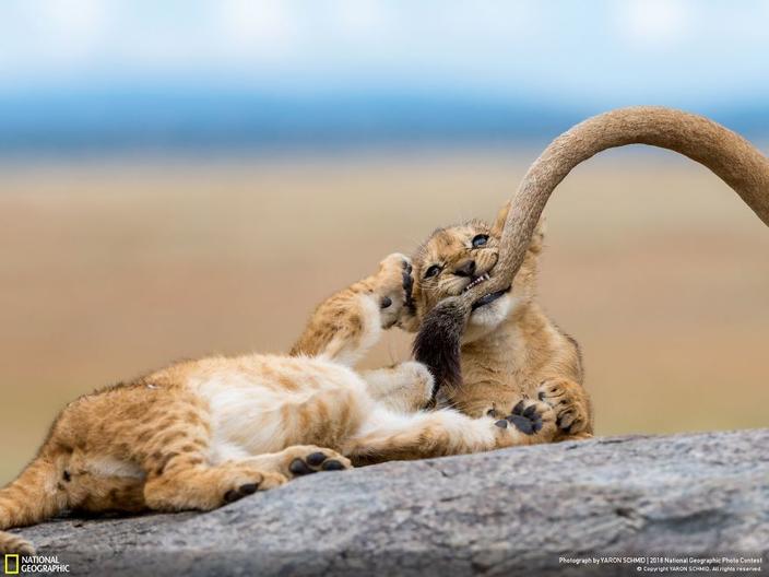 National Geographic выбрал 120 лучших фото 2018-го. Вот лучшие из лучших До мурашек!