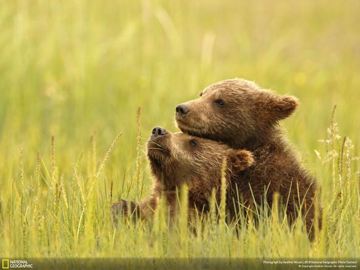 National Geographic выбрал 120 лучших фото 2018-го. Вот лучшие из лучших До мурашек!