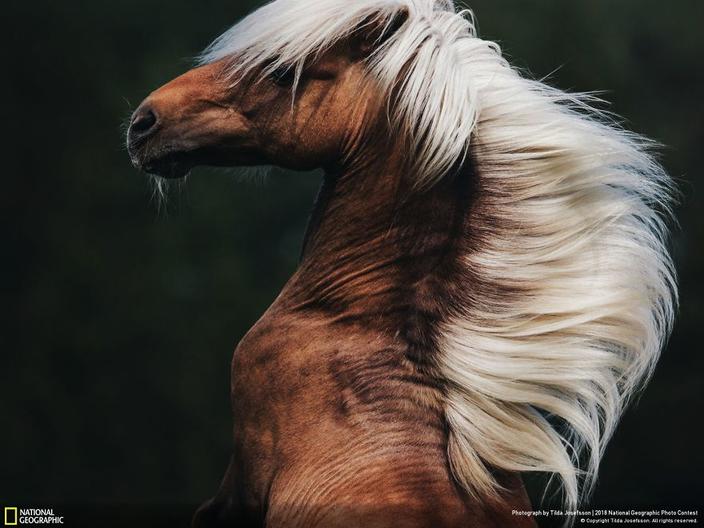 National Geographic выбрал 120 лучших фото 2018-го. Вот лучшие из лучших До мурашек!