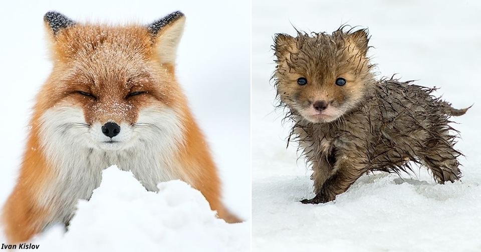 Русский полярник отдыхает, фотографируя диких лисиц. Вот его работы Красота + милота.