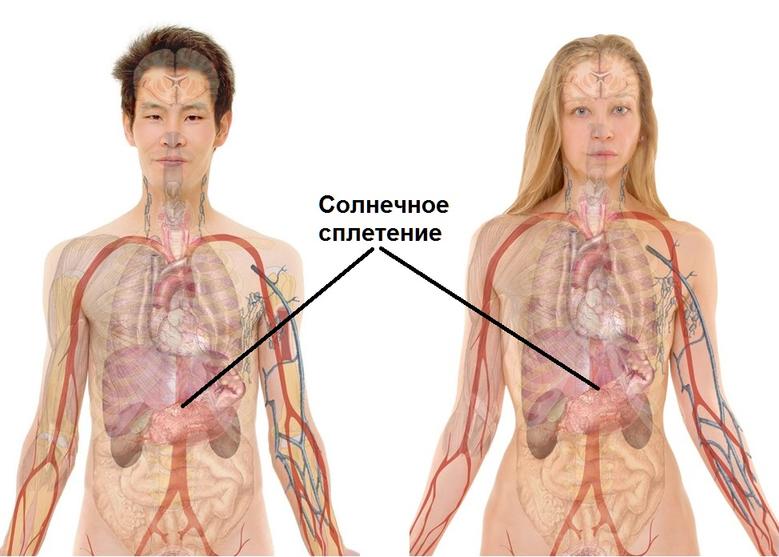 Где находится солнечное сплетение у человека?