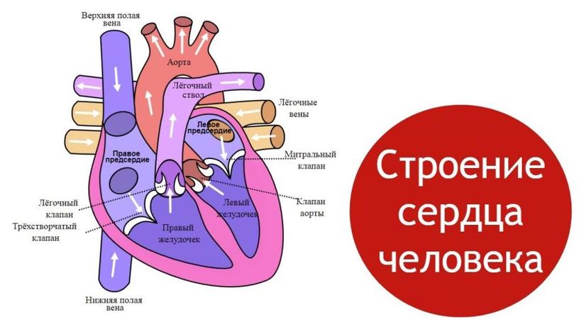 Полулунный клапан: строение и функции