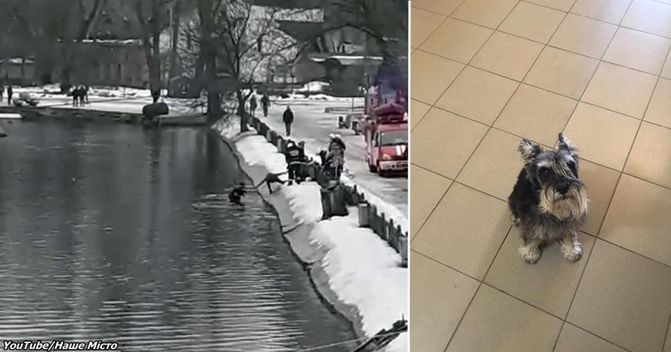 Мужик в Днепре спас собаку, которая тонула в ледяной воде. Вот видео, как это было