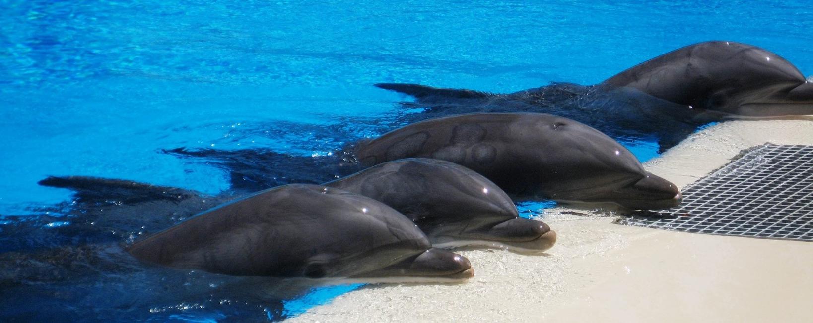 Сколько живут дельфины в дикой природе. Дельфин Дельфиныч. Whale and Dolphin Conservation. Глаз дельфина. Продолжительность жизни дельфина.