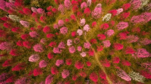 Забудьте про Японию: сакура красивее всего цветет в Китае. Вот фото