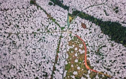 Забудьте про Японию: сакура красивее всего цветет в Китае. Вот фото