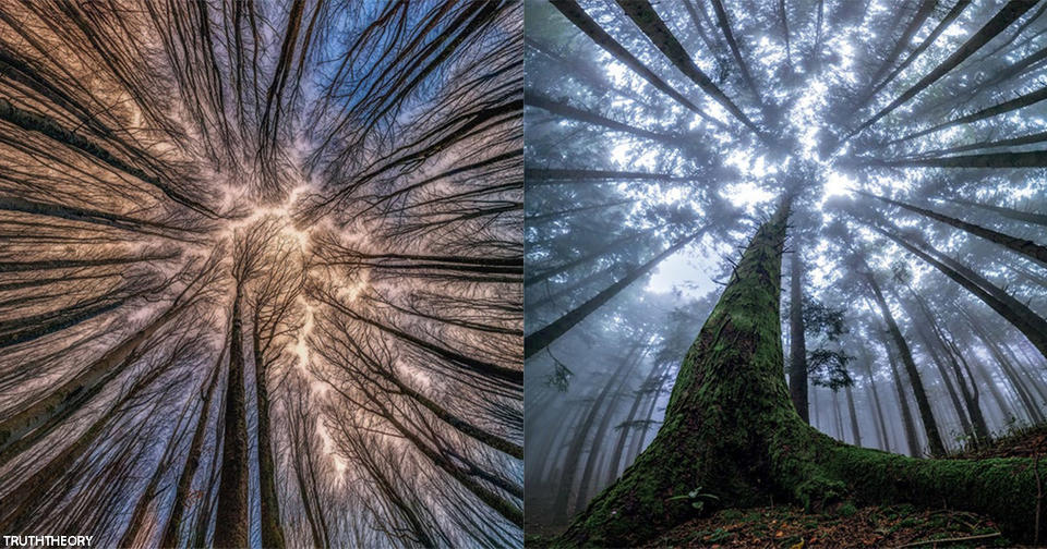 Этот художник фотографирует леса так, как не умеет никто!.. Только посмотрите