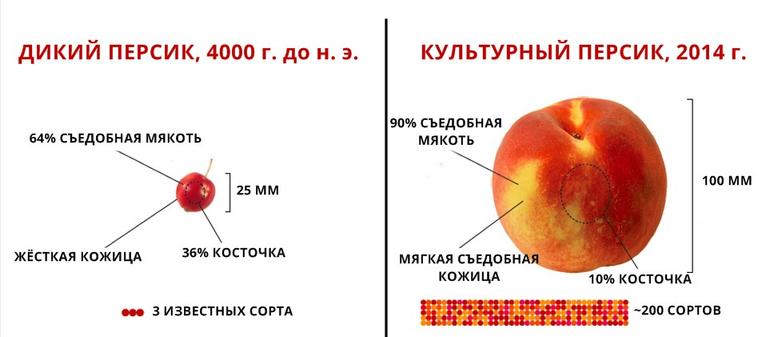 Вот так выглядели овощи и фрукты ещё какую-то тысячу лет назад