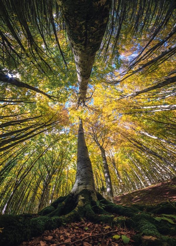 Этот художник фотографирует леса так, как не умеет никто!.. Только посмотрите