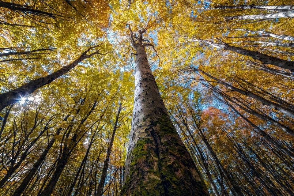 Этот художник фотографирует леса так, как не умеет никто!.. Только посмотрите