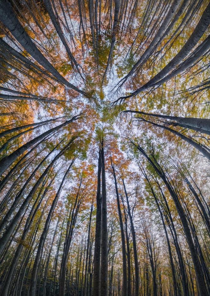 Этот художник фотографирует леса так, как не умеет никто!.. Только посмотрите