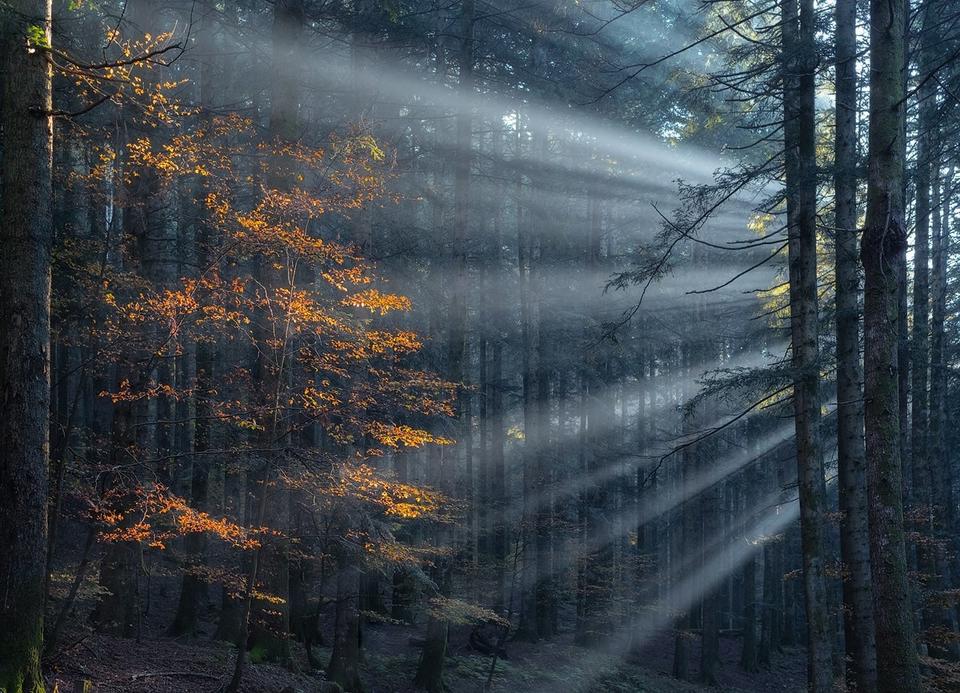 Этот художник фотографирует леса так, как не умеет никто!.. Только посмотрите