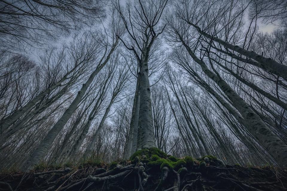 Этот художник фотографирует леса так, как не умеет никто!.. Только посмотрите