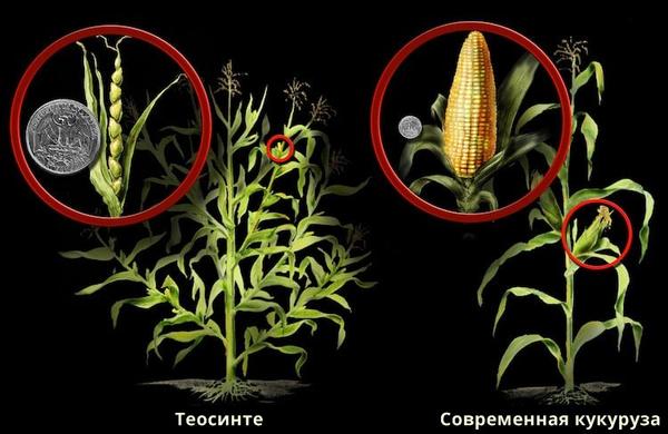 Вот так выглядели овощи и фрукты ещё какую-то тысячу лет назад