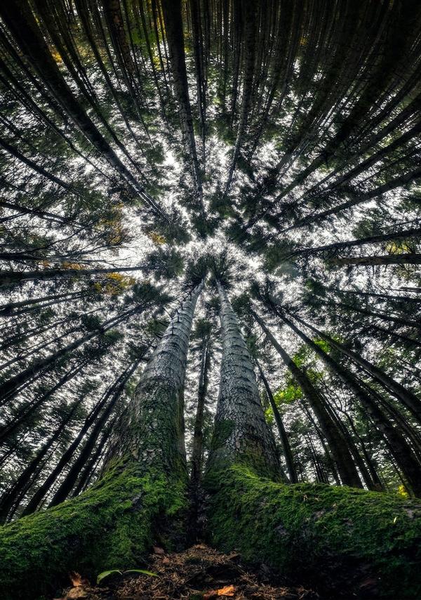 Этот художник фотографирует леса так, как не умеет никто!.. Только посмотрите