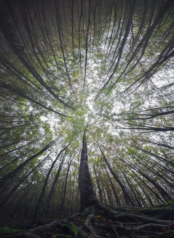 Этот художник фотографирует леса так, как не умеет никто!.. Только посмотрите