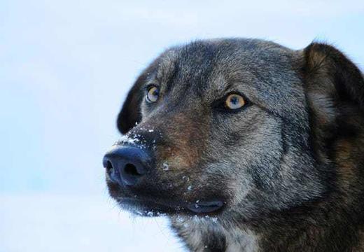 В Чернобыле живут сотни собак и щенков - и вы можете ″усыновить″ одного из них