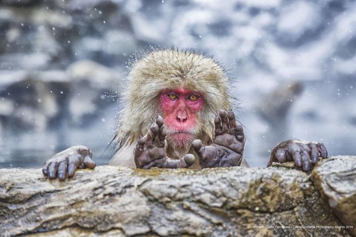 39 самых смешных фотографий дикой природы за 2019 год