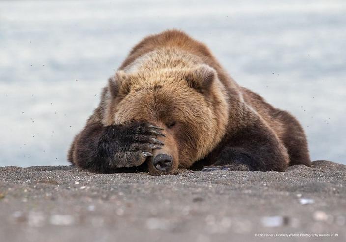 39 самых смешных фотографий дикой природы за 2019 год