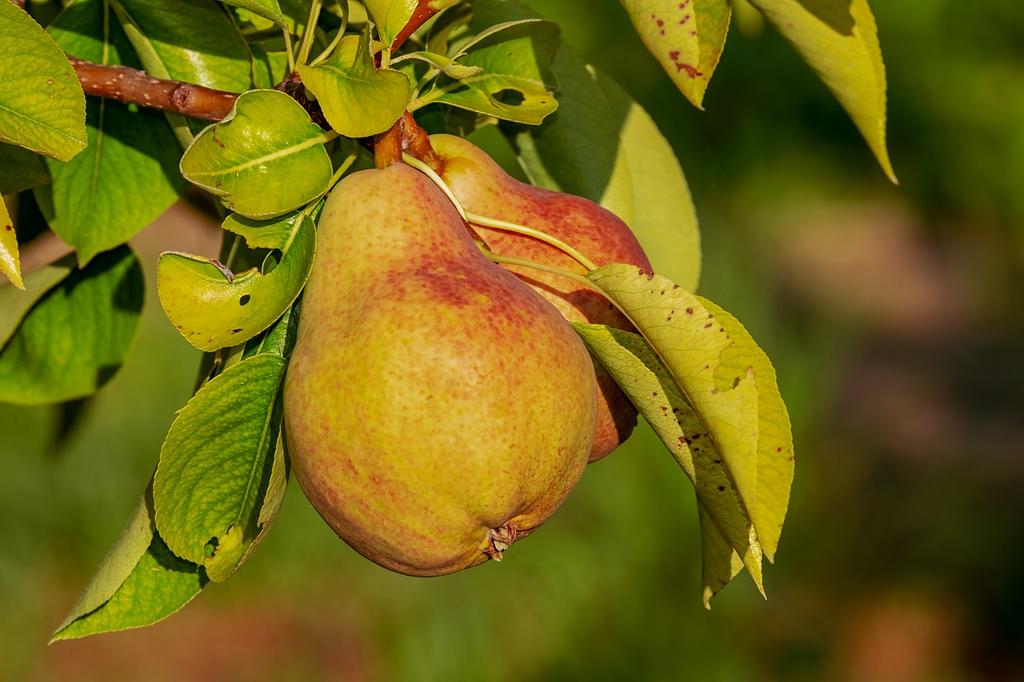 Ешьте эти продукты для ослепительно белоснежной улыбки