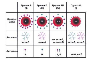 8 вещей, которые надо знать, если у вас первая группа крови