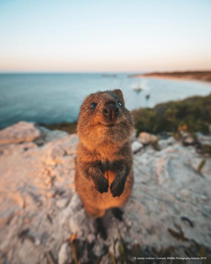 39 самых смешных фотографий дикой природы за 2019 год