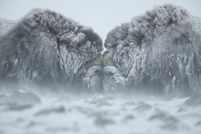 40 удивительных фотографий, которые стали лучшими из лучших в прошлом году