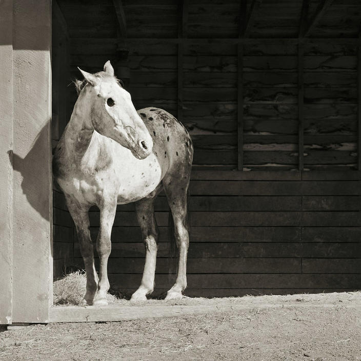 «Разрешено стареть». 28 фотографий животных, которые спаслись от скотобойни