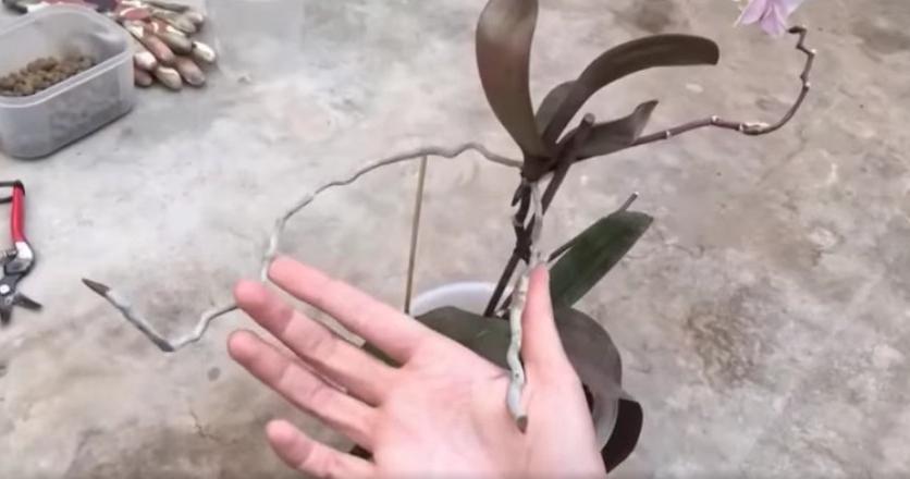 Как отделить детку у орхидеи фото