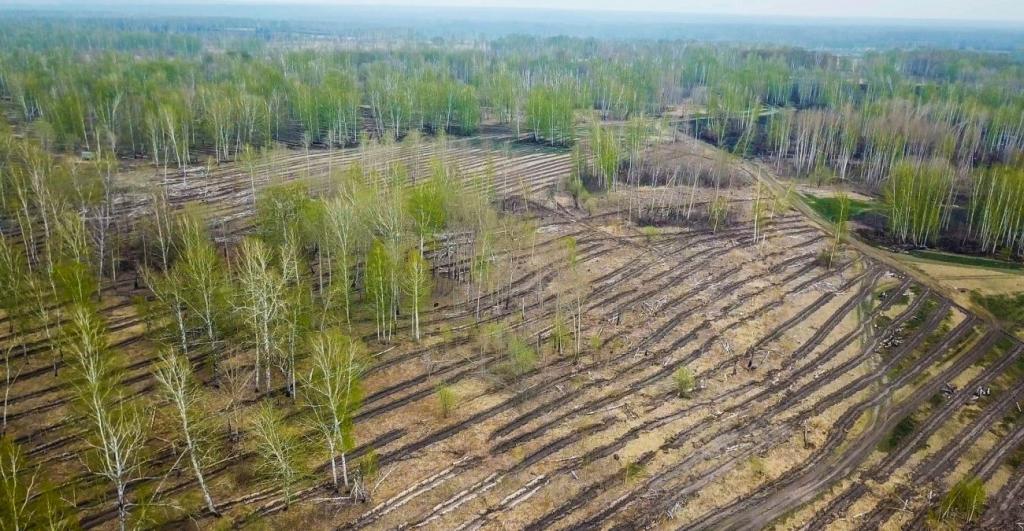 Ученые подсчитали, сколько лесов удалось восстановить на планете за последние 20 лет