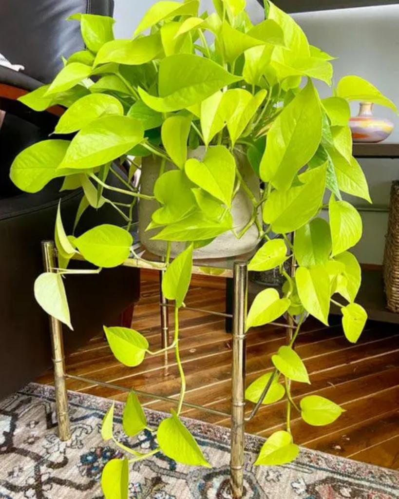 Эпипремнум Golden Pothos