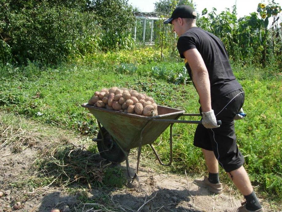 Не сажать больше двух лет подряд. Что делать с почвой после уборки картофеля