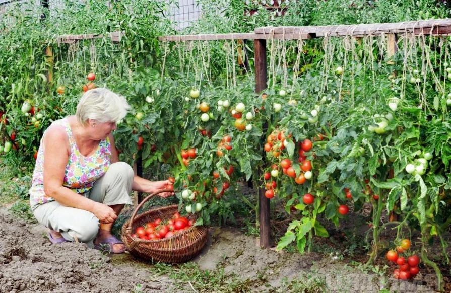 Когда и как прищипывать верхушки томатов в теплице, открытом грунте и на подоконнике