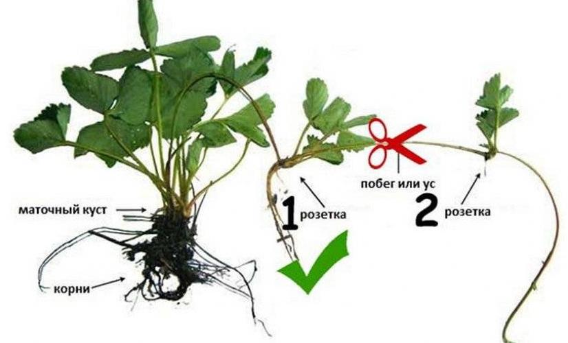 Чтобы получить ягоды на следующий год, отделяем розетки клубники в августе