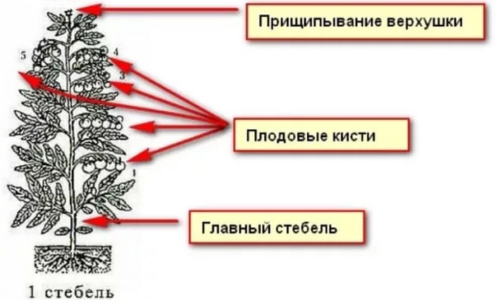 Когда и как прищипывать верхушки томатов в теплице, открытом грунте и на подоконнике