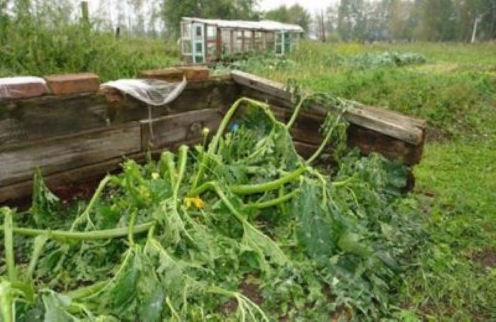 Растения на огороде побило градом: делаем раствор для спасения урожая