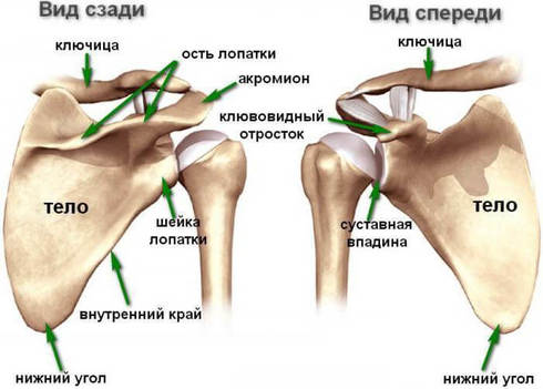 ЛОПАТКА — больше чем просто плоская кость