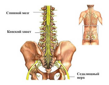 Синдром конского хвоста: Когда надо бить тревогу